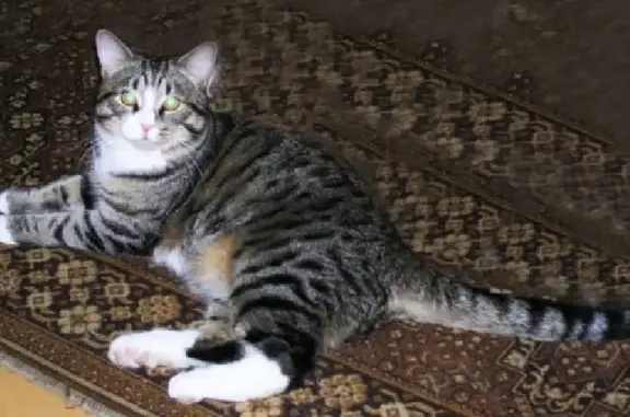 Пропала кошка на Красноармейской, вознаграждение гарантировано