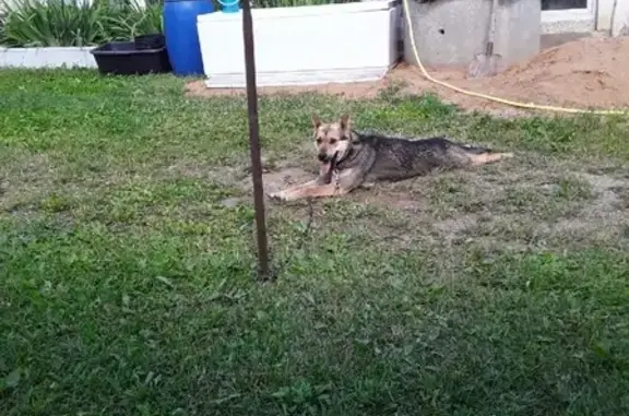 Пропала собака Джули в Чёрном, Балашихинский район