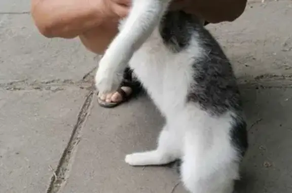 Ласковая кошка найдена на Студенческой ул. 6 к1, Астрахань