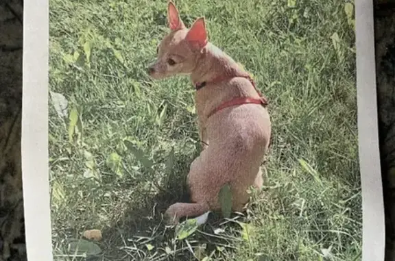 Собаки потеряшки, Москва, фото: Потеряшка рыжая Чихуахуа с ошейником в СНТ 