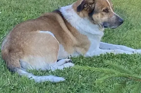 Найдена собака, Немцово, фото: Найден умный пёс на Каширском шоссе