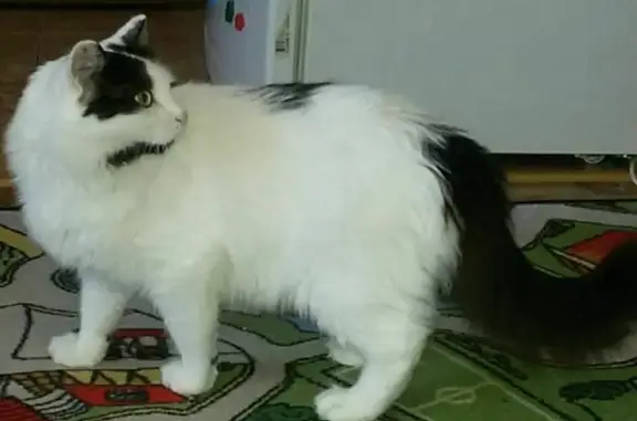 Кошки потеряшки, Екатеринбург, фото: Потеряшка кот на Вилонова 4 в Екатеринбурге