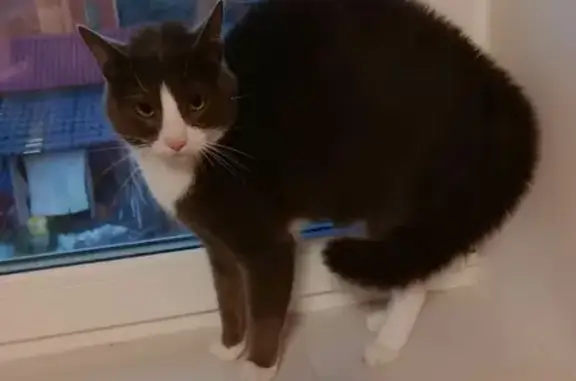 Кошки потеряшки, Санкт-Петербург, фото: Потеряшка кошка на 3-й линии, 5, СПб.