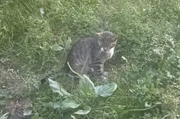 Найден напуганный котенок на улице Кузнецовская, 38