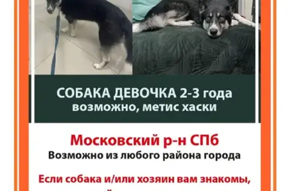 Собака Хаски с проблемой лапы найдена на пр. Юрия Гагарина, СПб
