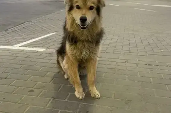 Собака на заправке Лукойл, Кривянская.