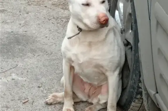 Найдена белая собака с ошейником на Р-354