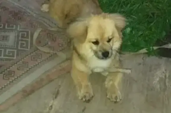 Найдена собака в Федоровке: 80Н-581.