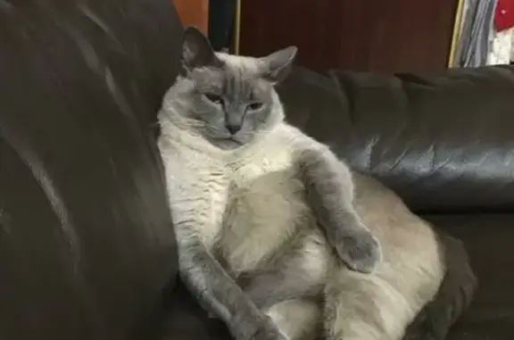 Кошки потеряшки, Краснодар, фото: Потеряшка кошка Тайской породы по адресу Передовая улица, 62, Краснодар