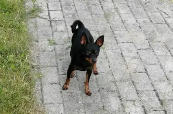 Найдена собака возле БФУ на ул. Коломенской, Калининград