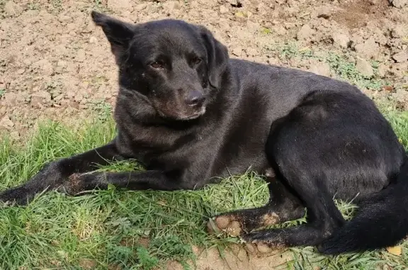 Пропала собака Черныш на Калужском шоссе