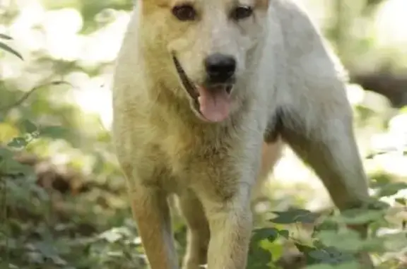 Найдена собака Рон в Истре: ищем преданную семью!