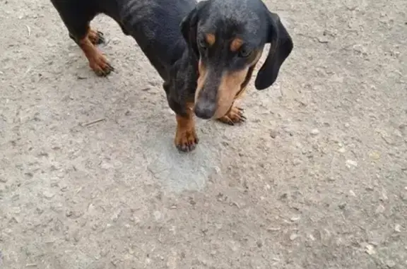 Собака Такс найдена на Перспективной улице, Мещерино.