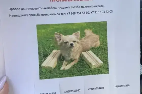 Пропала собака в деревне Талицы, Московская область