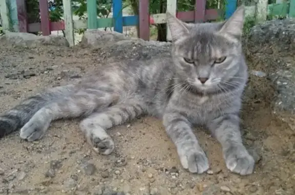 Кошка найдена на ул. Автогенная, 13 в Чите