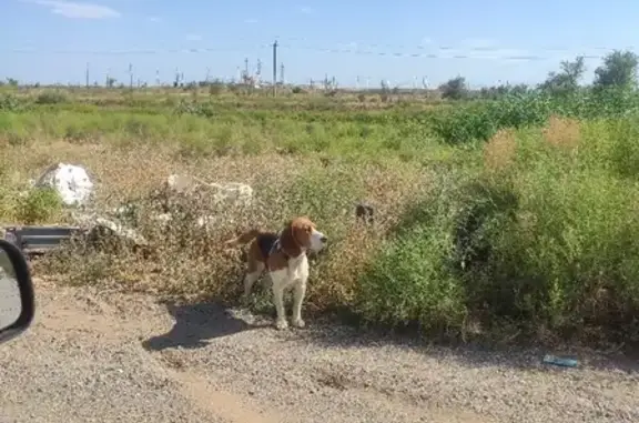 Собака ждет на дороге в Астраханской области
