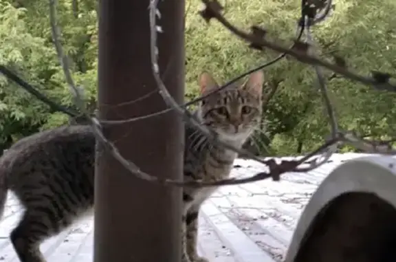 Бездомные кошки ищут дом возле тц «Рассвет» в Москве