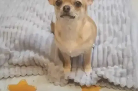 Собаки потеряшки, Сосновка, фото: Потеряшка собака на Колхозной улице, вознаграждение