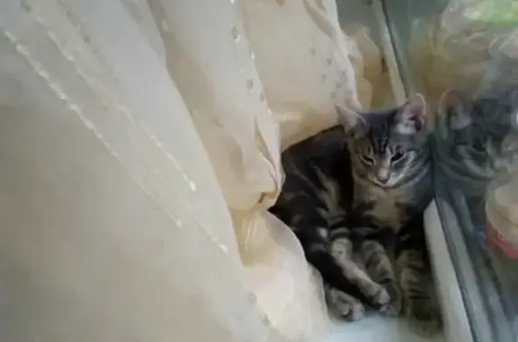 Пропала кошка в Калининграде: мраморный котик, 9 мес.