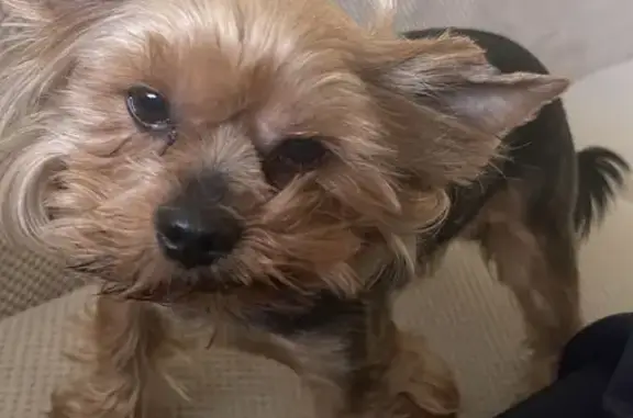 Собаки потеряшки, Береговое, фото: Потеряшка мальчик-Йорк Ричик на Центральной улице, Береговое