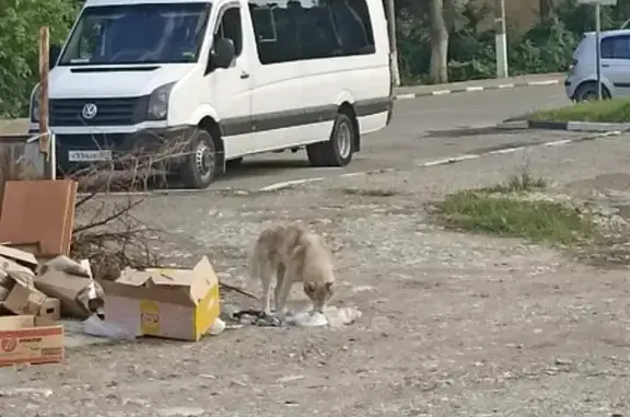 Голодный хаски найден возле магазина Магнит в пос. Шепси, Краснодарский край