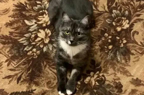 Кошки потеряшки, Краснодар, фото: Потеряшка кошка на ул. Тургенева, 145 в Краснодаре