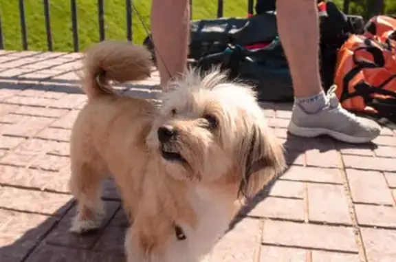 Собаки потеряшки, Нижний Новгород, фото: Потеряшка собака Чеси в Нижнем Новгороде