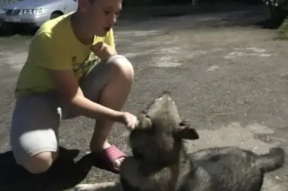 Пропала лайка на ул. Революции, 3, Первомайск