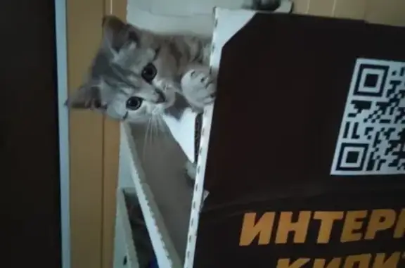 Кошки потеряшки, Моршанск, фото: Потеряшка котенок 