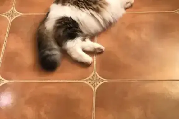 Объявления о пропавших и найденных животных, Москва, фото: Пропала кошка Маркиз на Поплиновой улице