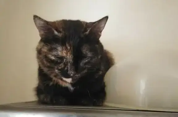 Кошки потеряшки, Старосемейкино, фото: Потеряшка кошка в районе Старосемейкино, кличка Чуня, возраст 2,5, прихрамывает на заднюю лапу.