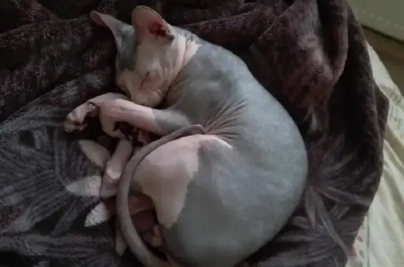 Кошки потеряшки, Таганрог, фото: Потеряшка кошка Сфинкс на 3-й Новосёловской, 35 в Таганроге