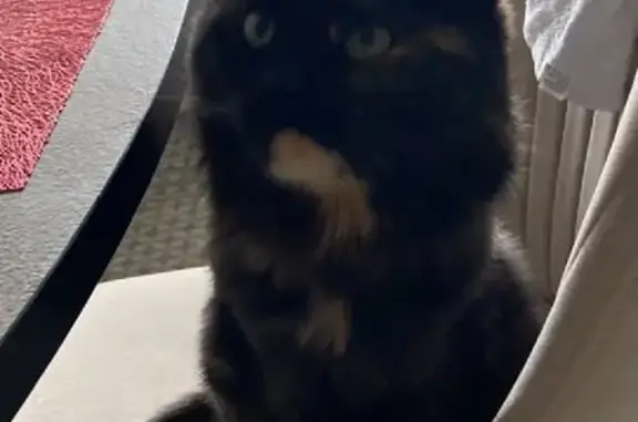 Кошки потеряшки, Казань, фото: Потеряшка кошка Голди на улице Коринфского, Казань