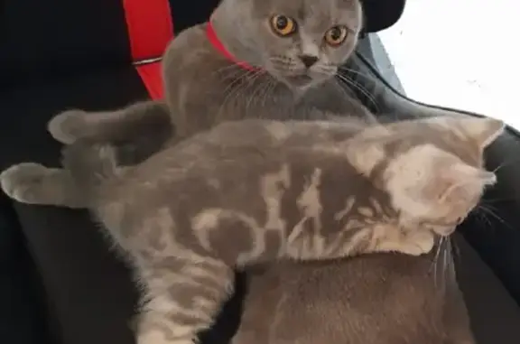 Кошки потеряшки, Серпухов, фото: Потеряшка кошка на Глазовской дороге, Скрылья