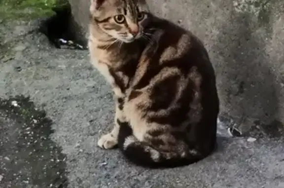 Кошки потеряшки, Санкт-Петербург, фото: Потеряшка полосатая кошка на ул. Дыбенко (д.22.1) в СПб