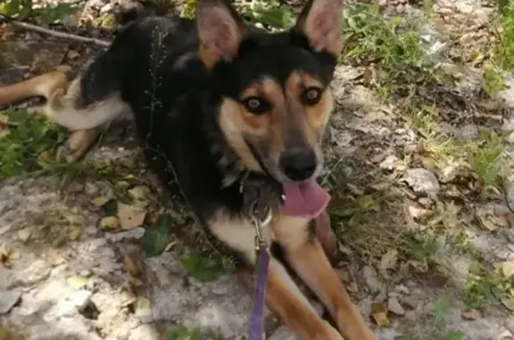 Найдена собака, Казань, фото: Найдена собака в Казани, ищет дом