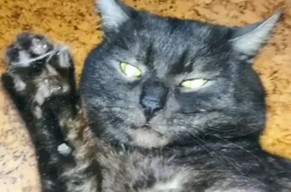 Объявления о пропавших и найденных животных, Киров, фото: Пропала черная кошка возле филейского кладбища в Кирове