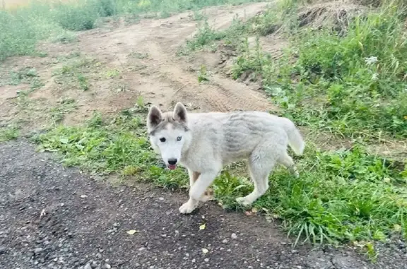 Собака найдена на Полевой улице в Юрасово.