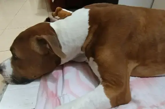 Найденные животные Московская область, фото: Собака Илай найдена в Дедовске, МО с клеймом и адресником