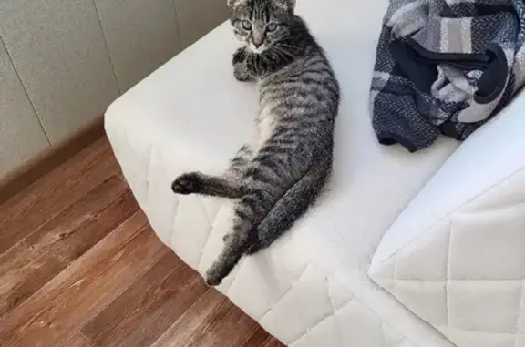 Потерянные животные Москва, фото: Пропала кошка Санчо, ул. Чичерина 2/9, Москва