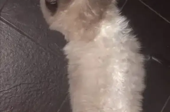 Кошки потеряшки, Мичуринск, фото: Потеряшка пушистая кошка на ул. Марата-Украинская, 22.07.2022