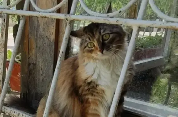 Кошки потеряшки, Омск, фото: Потеряшка кошка Ника, адрес: Романенко 15, Омск