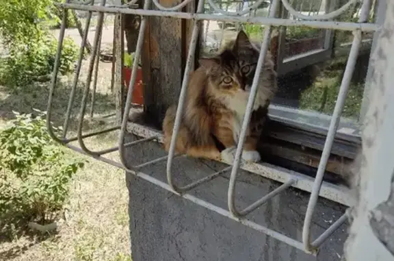 Кошки потеряшки, Омск, фото: Потеряшка кошка Ника на Романенко 15, Омск