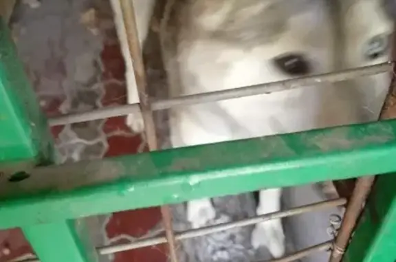 Найдена собака, Ростов-на-Дону, фото: Найдена собака ХАСКИ на Портовой улице, Ростов-на-Дону