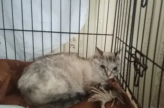 Найдена кошка, Казань, фото: Найдена кошка на улице Космонавтов, 7 в Казани