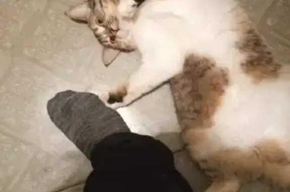 Кошки потеряшки, Ульяновск, фото: Потеряшка кошка на Промышленной улице, Ульяновск