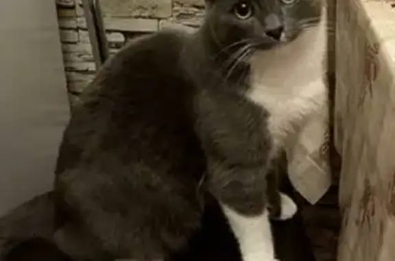 Кошки потеряшки, Казань, фото: Потеряшка кошка Кот Макс, ул. Толстого 41А, Казань.