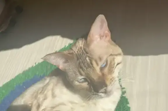 Кошки потеряшки, Чесноковка, фото: Потеряшка кошка на улице Чесноковка