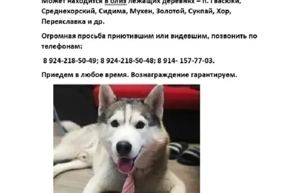 Пропала собака Кобель в лесу, отзывается на имя Скай (Хабаровский край)