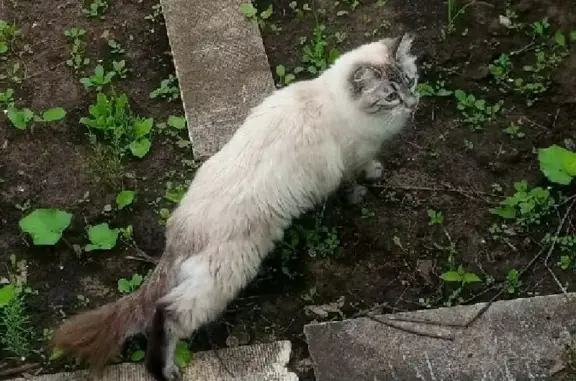 Кошки потеряшки, Набережные Челны, фото: Потеряшка светлая кошка в СНТ Отделочник, Новотроицкое сельское поселение
